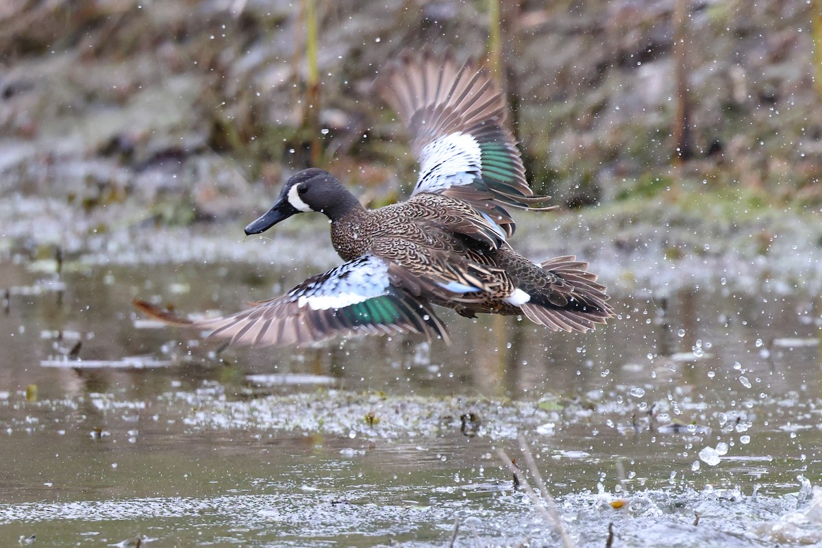 Blue-winged Teal - ML618423113