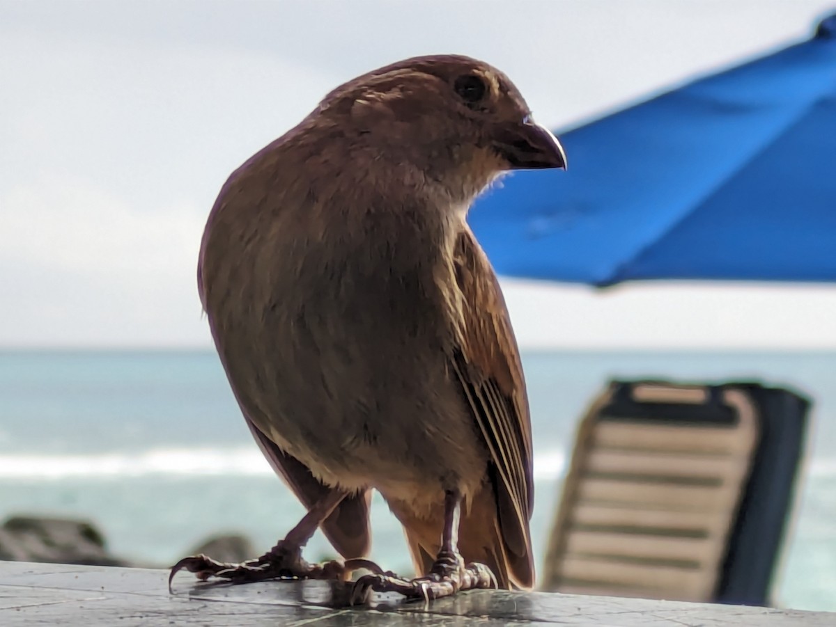 Barbados Bullfinch - Robin Conway