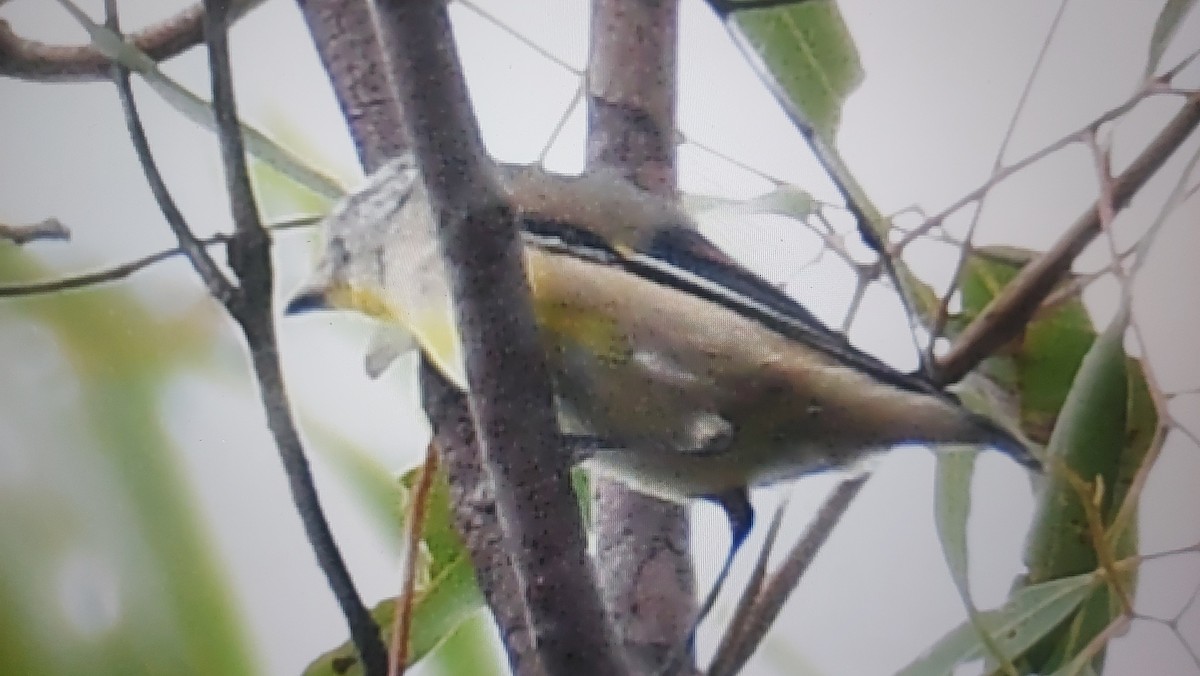 Striated Pardalote (Yellow-tipped) - ML618423139