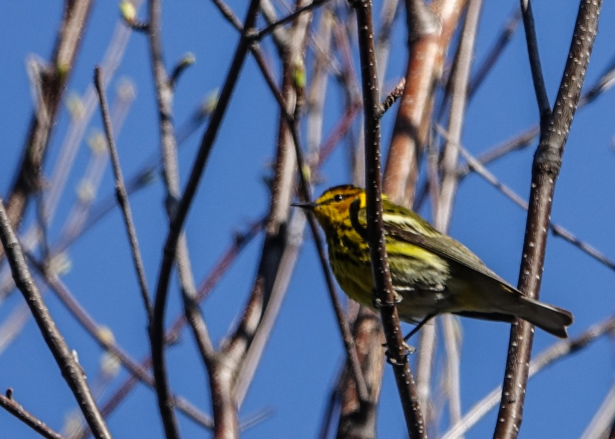 Cape May Warbler - ML618423154