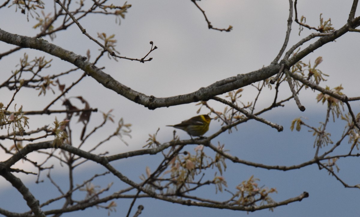 Cape May Warbler - ML618423170