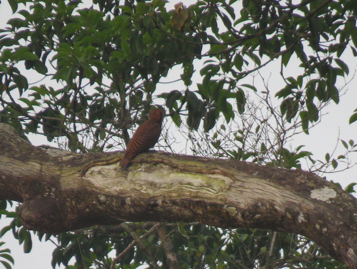Rufous Woodpecker - ML618423201