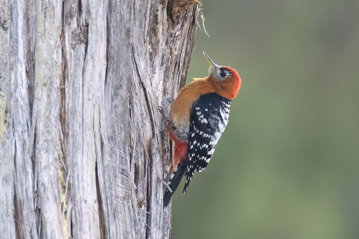 Rufous-bellied Woodpecker - ML618423220
