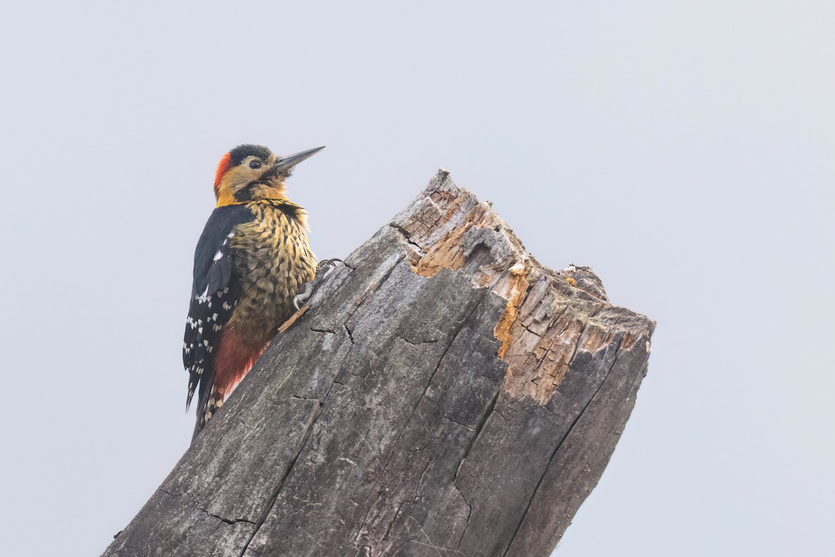 Darjeeling Woodpecker - ML618423234