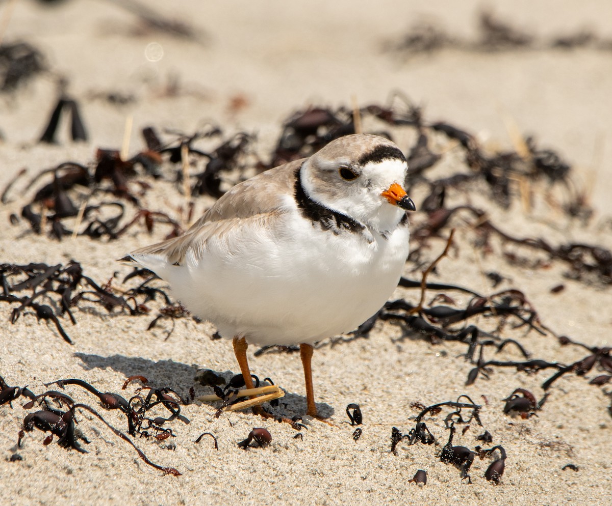 Piping Plover - ML618423264