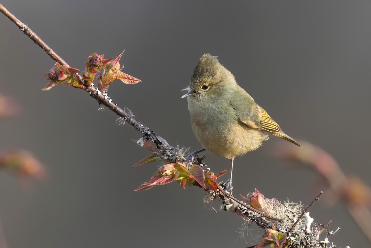 Yellow-browed Tit - ML618423267