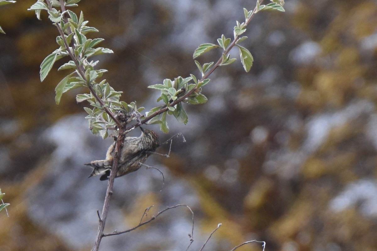 Andean Tit-Spinetail - ML618423381