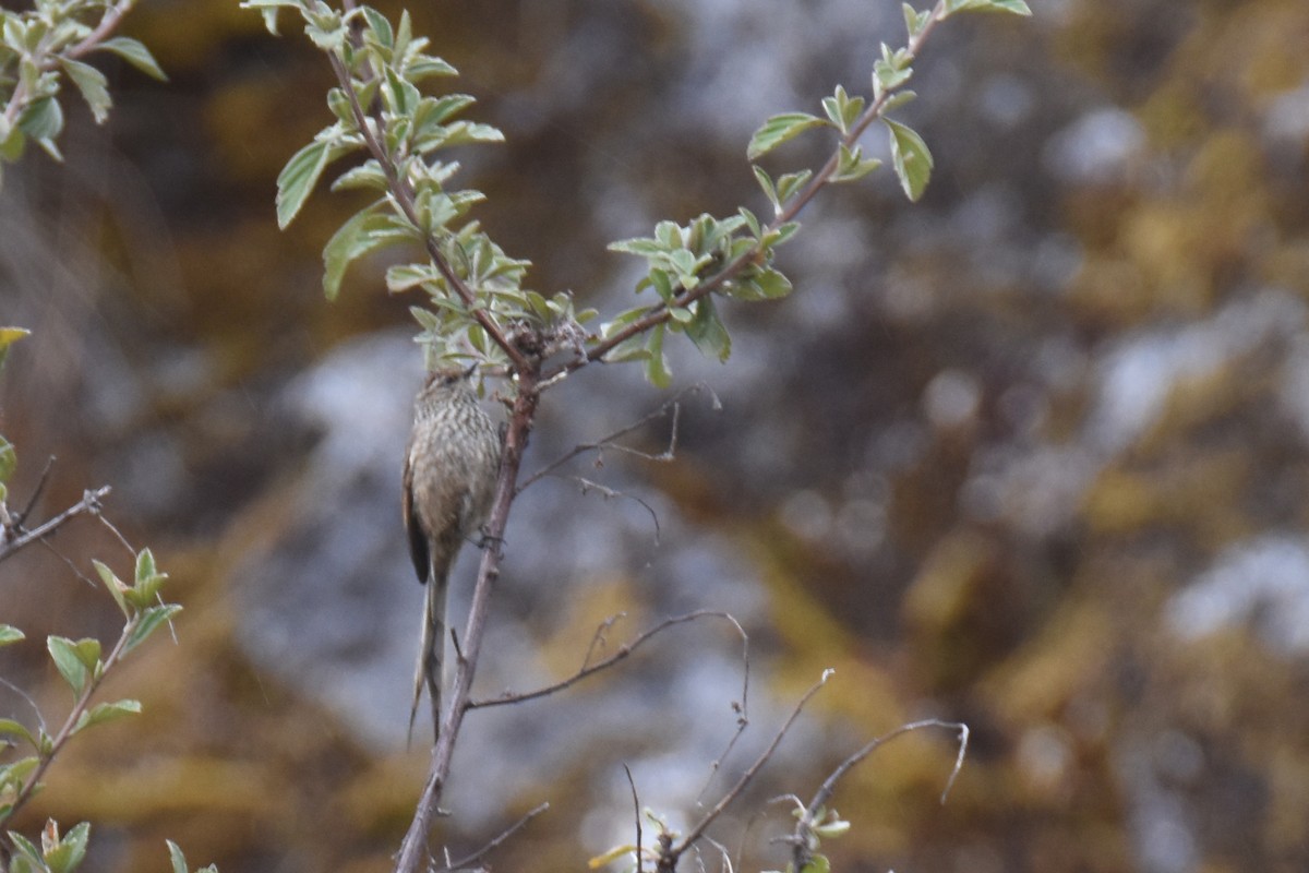 Andean Tit-Spinetail - ML618423382