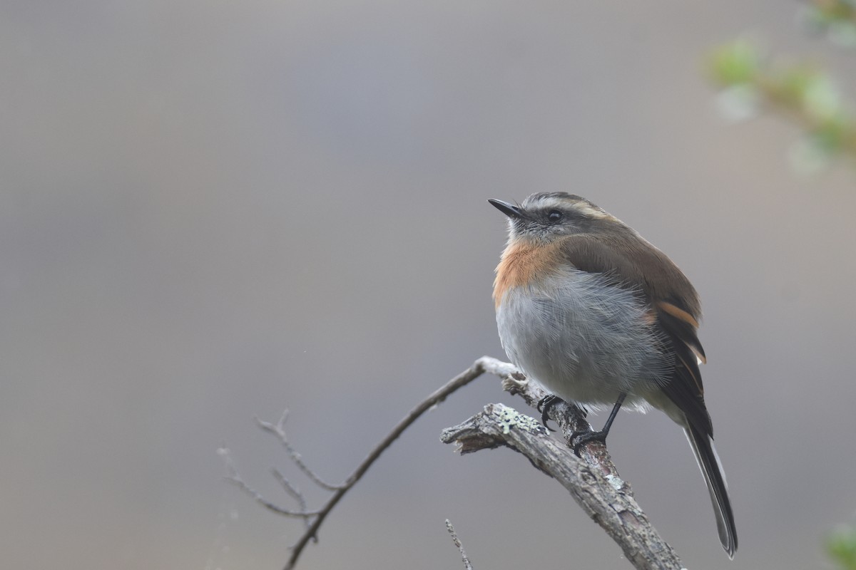Rufous-breasted Chat-Tyrant - ML618423400