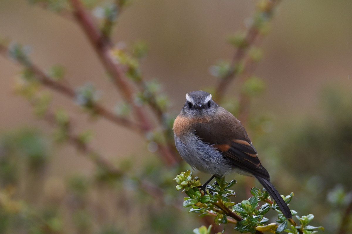 Rufous-breasted Chat-Tyrant - ML618423401