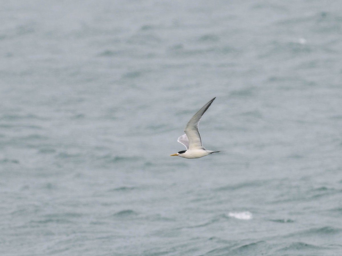 Great Crested Tern - ML618423417