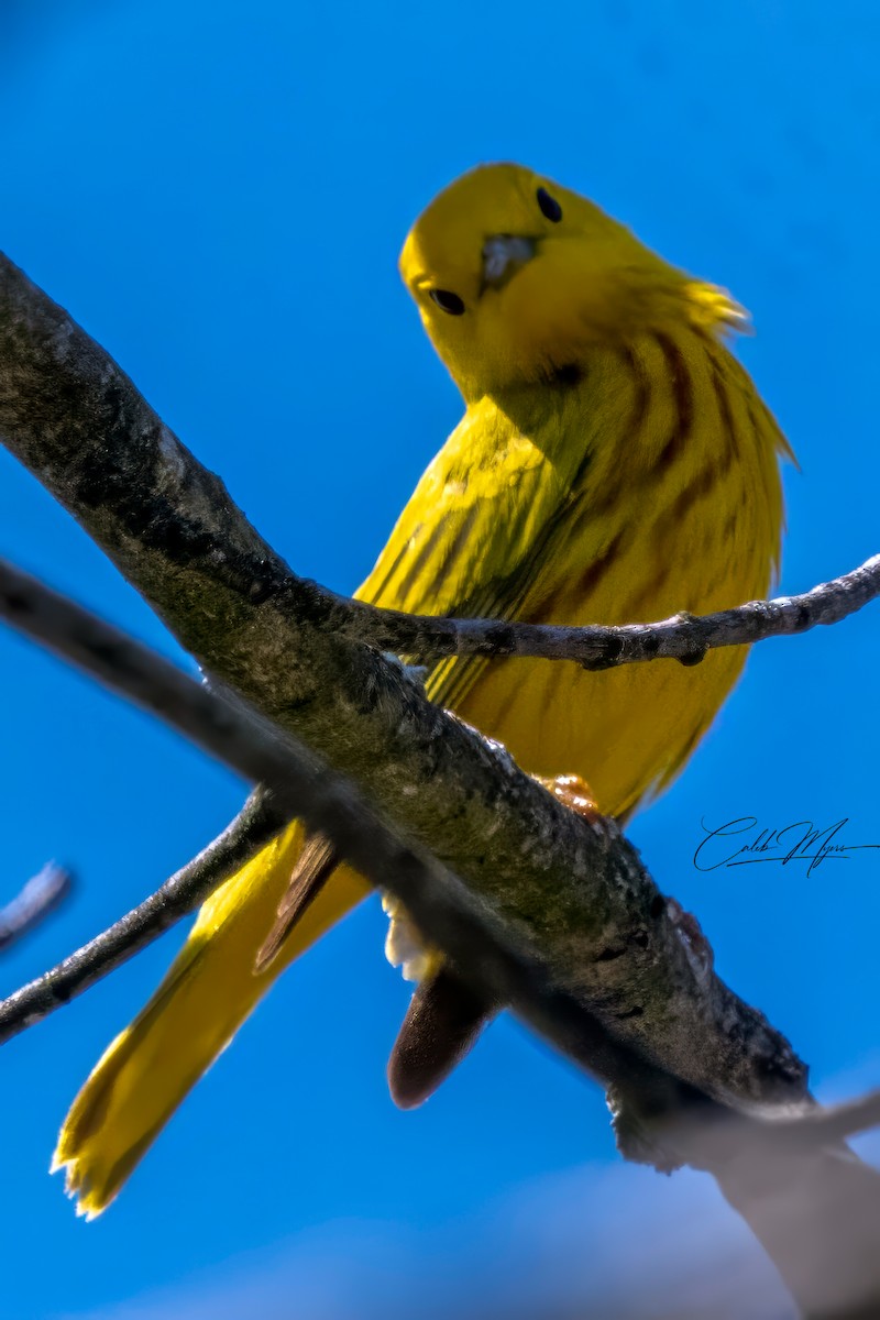 Yellow Warbler - ML618423432