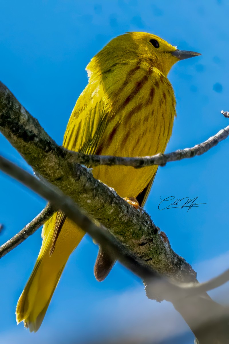 Yellow Warbler - Caleb Myers