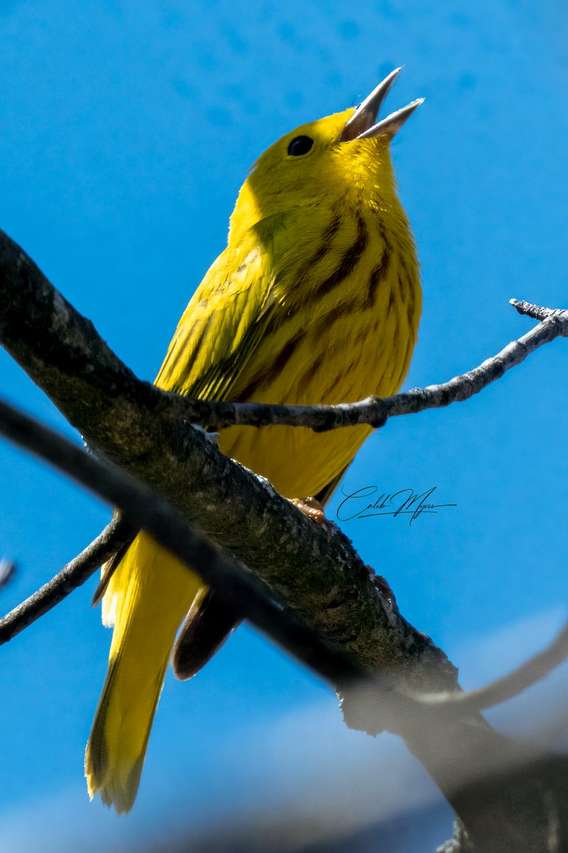 Yellow Warbler - ML618423434