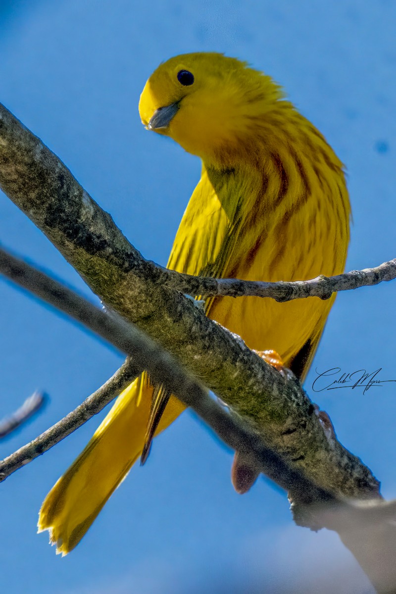 Yellow Warbler - ML618423435
