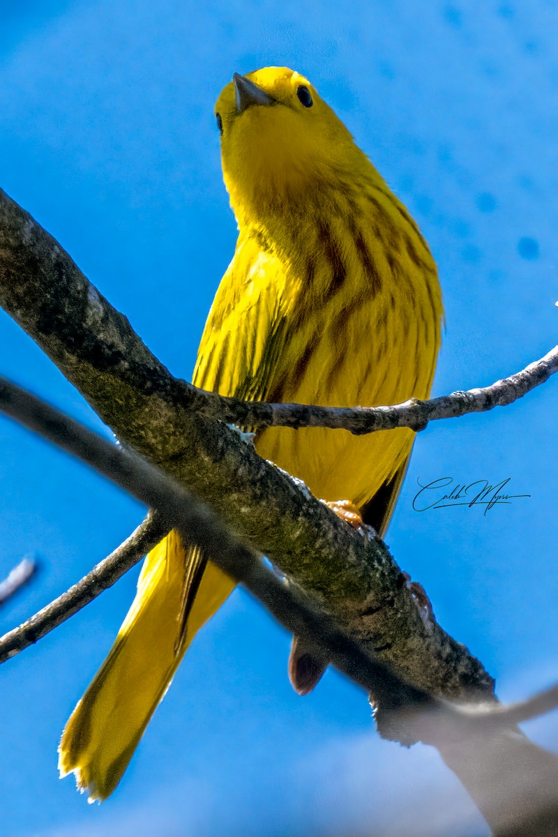 Yellow Warbler - ML618423436