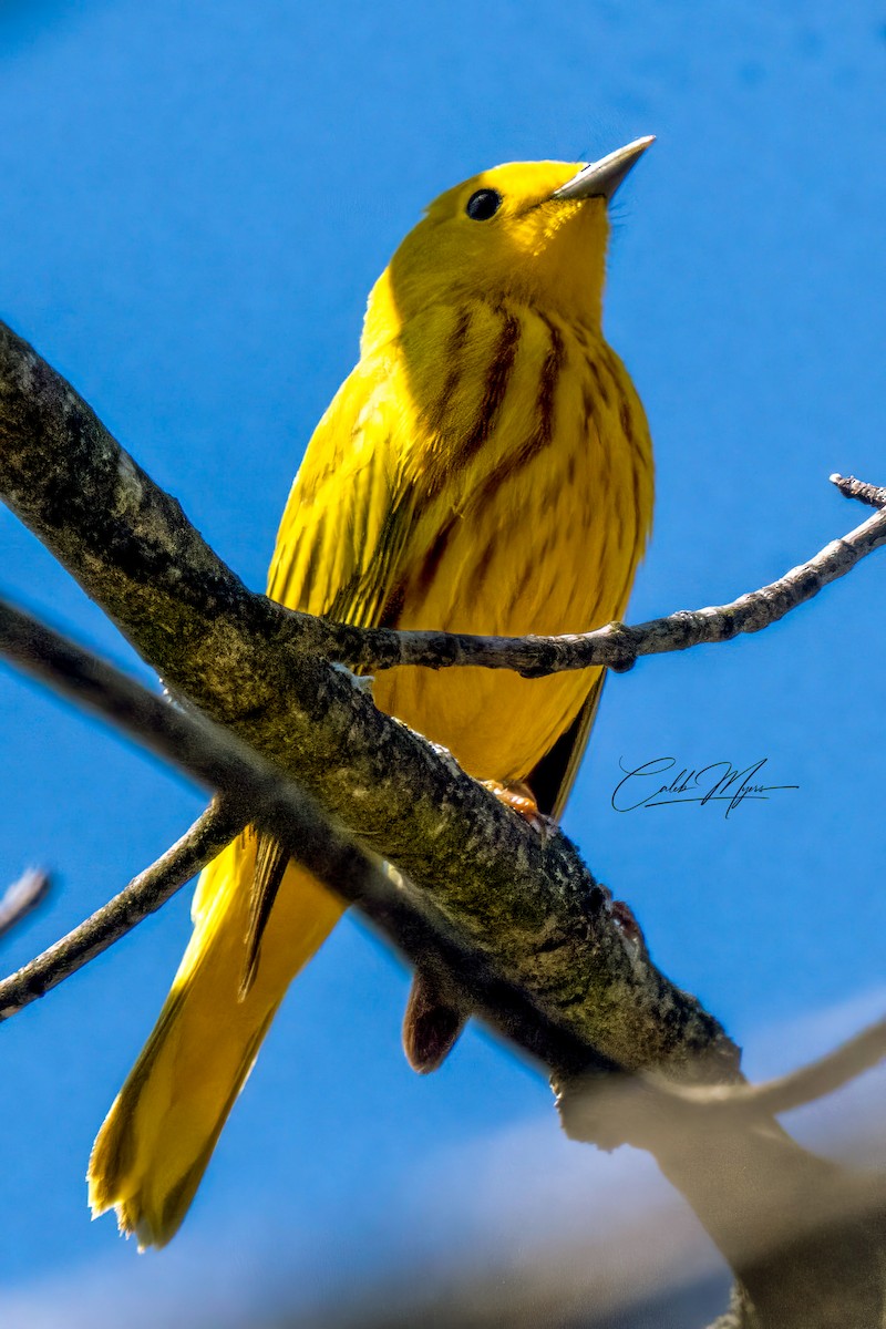 Yellow Warbler - ML618423437