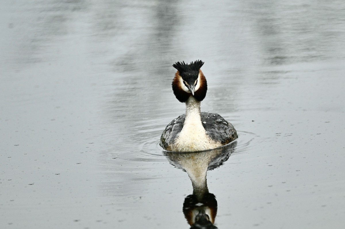 Great Crested Grebe - ML618423470