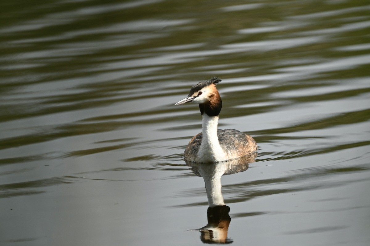 Great Crested Grebe - ML618423471