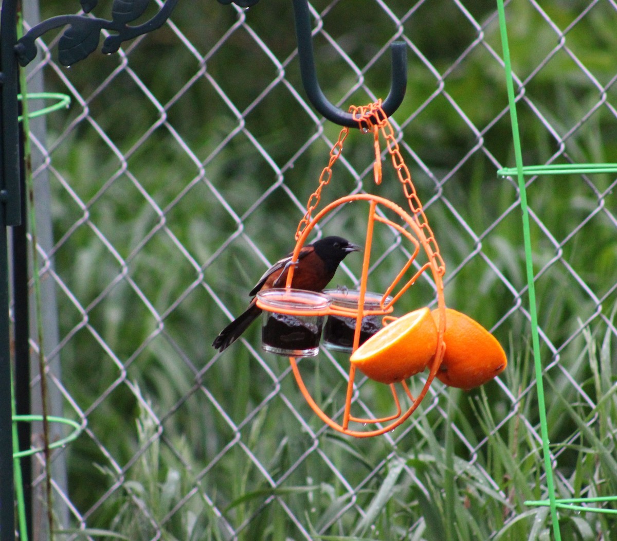 Orchard Oriole - ML618423487