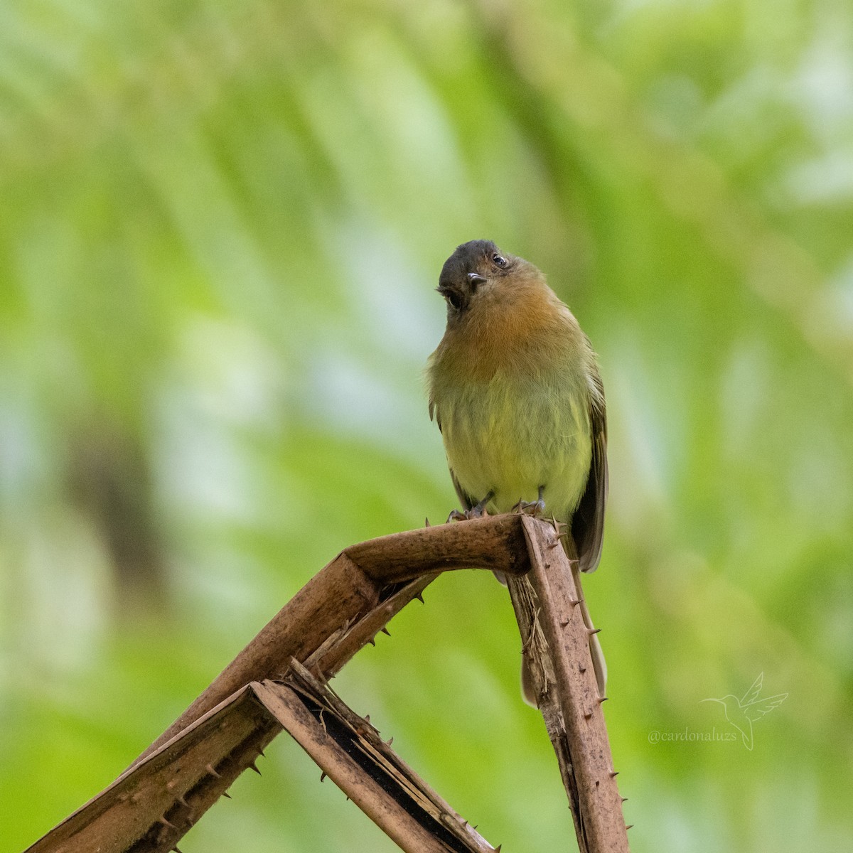 Rufous-breasted Flycatcher - ML618423492