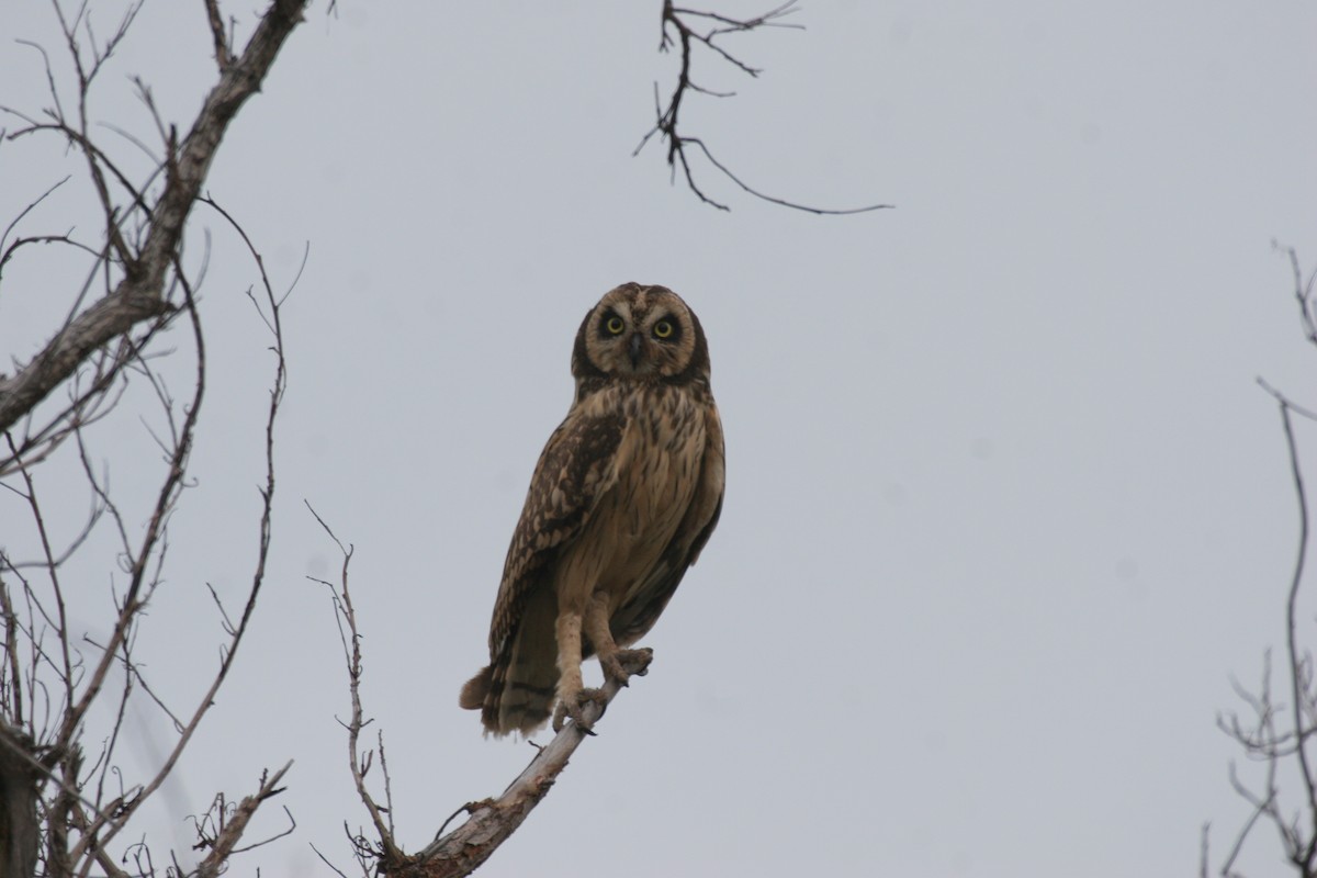 Short-eared Owl - ML618423520