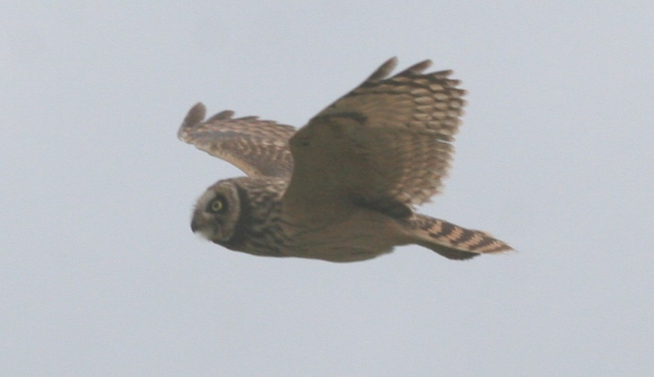 Short-eared Owl - ML618423521