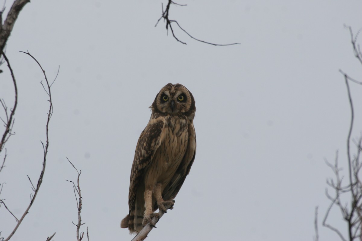 Short-eared Owl - ML618423524