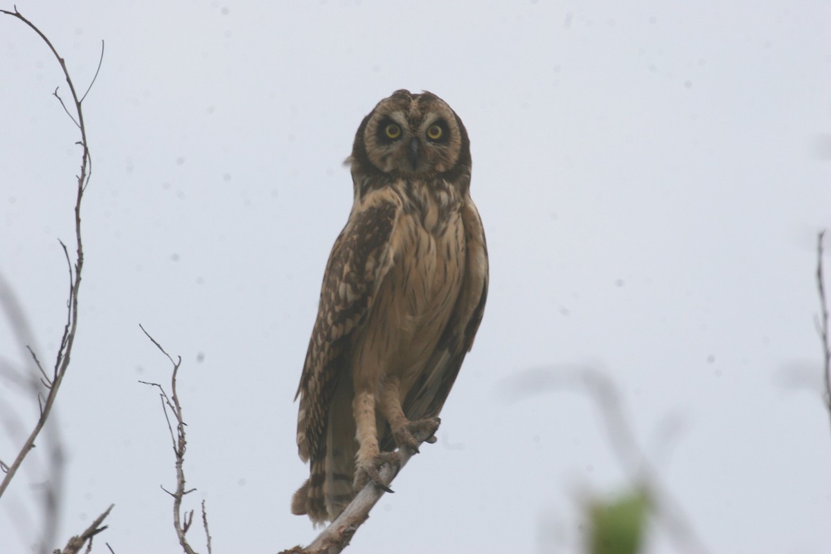 Short-eared Owl - ML618423525