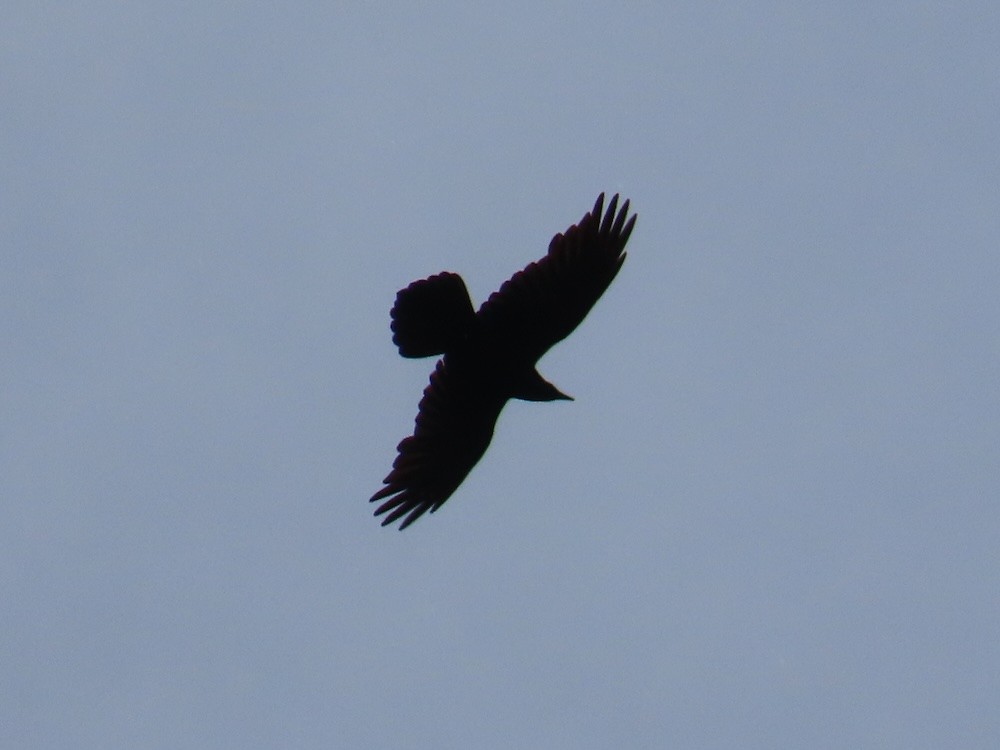 Common Raven - ML618423594