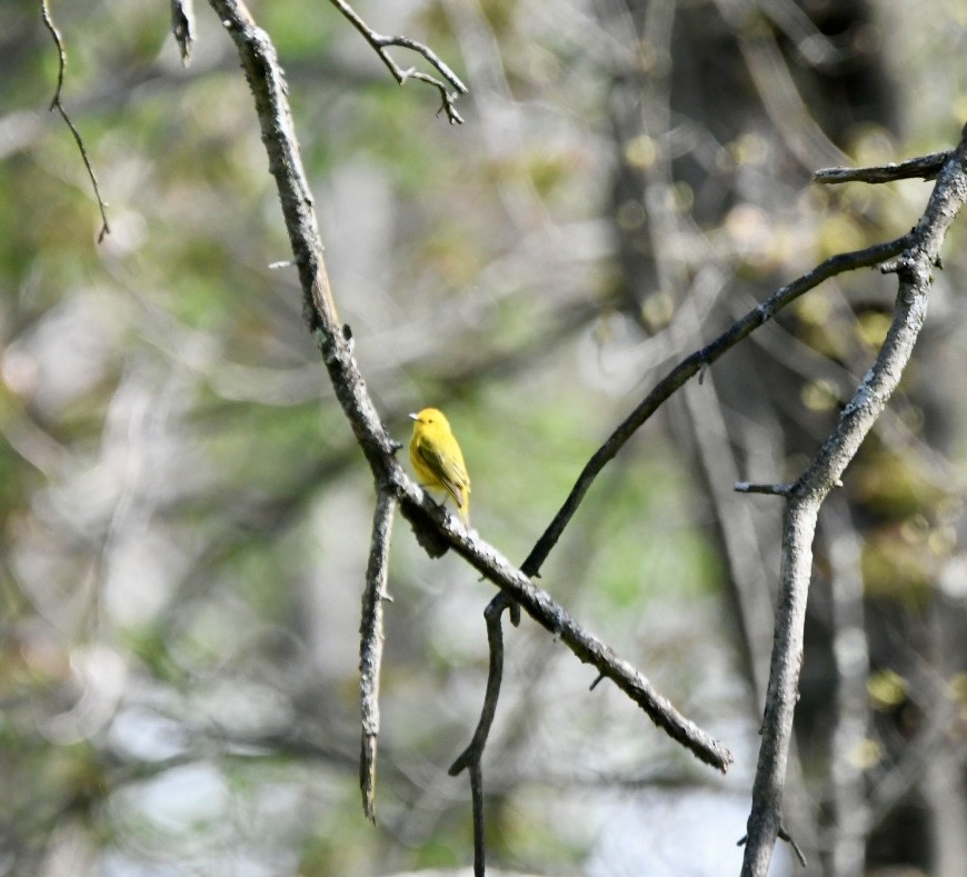 Yellow Warbler - ML618423609