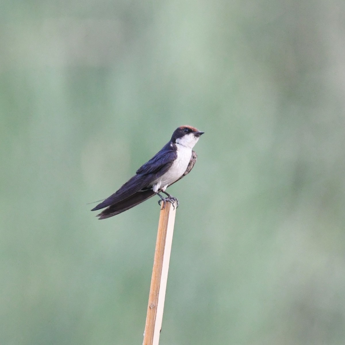 Wire-tailed Swallow - ML618423620