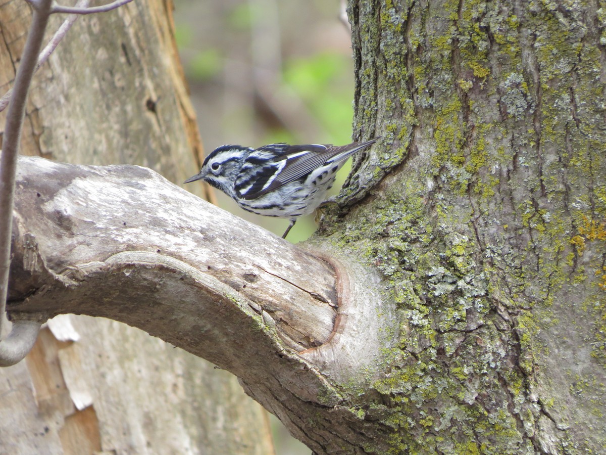 Black-and-white Warbler - ML618423627