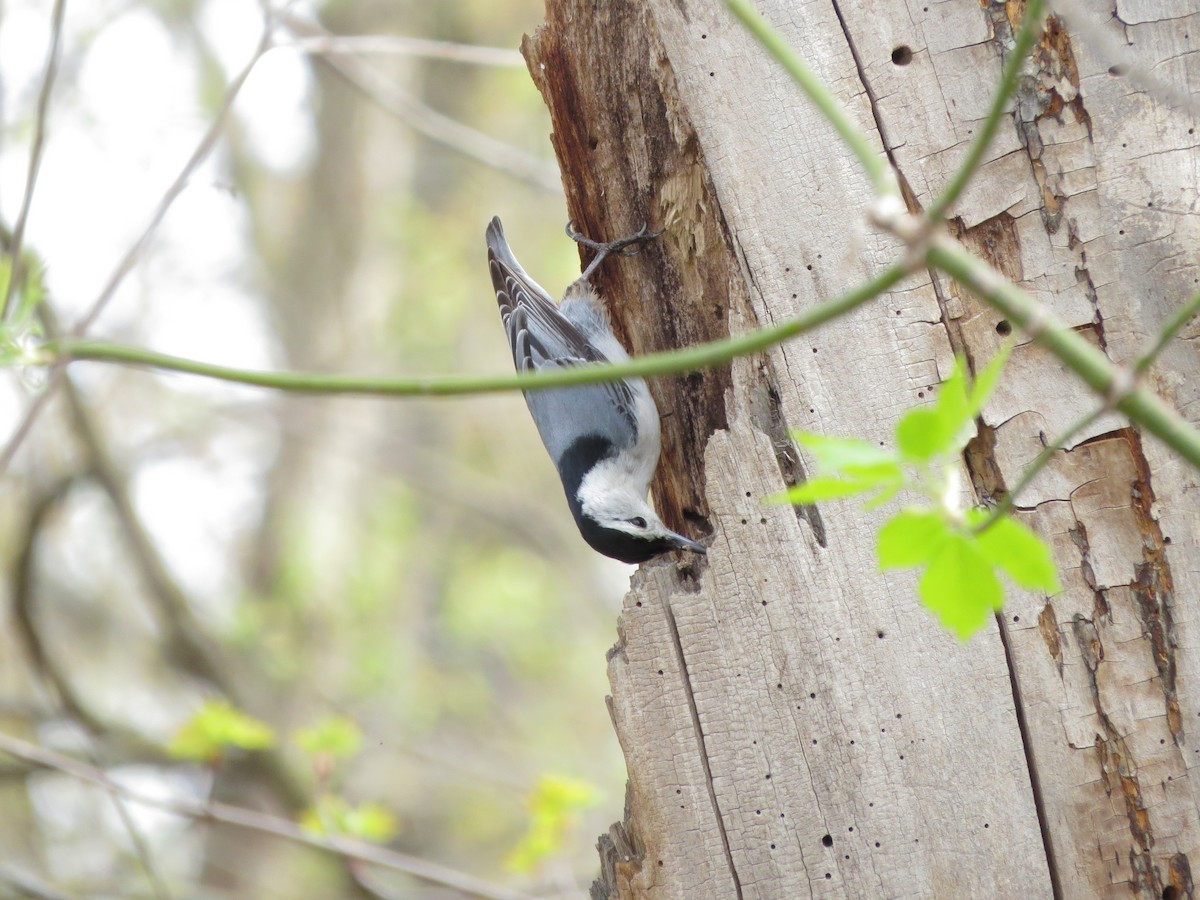 White-breasted Nuthatch - ML618423641