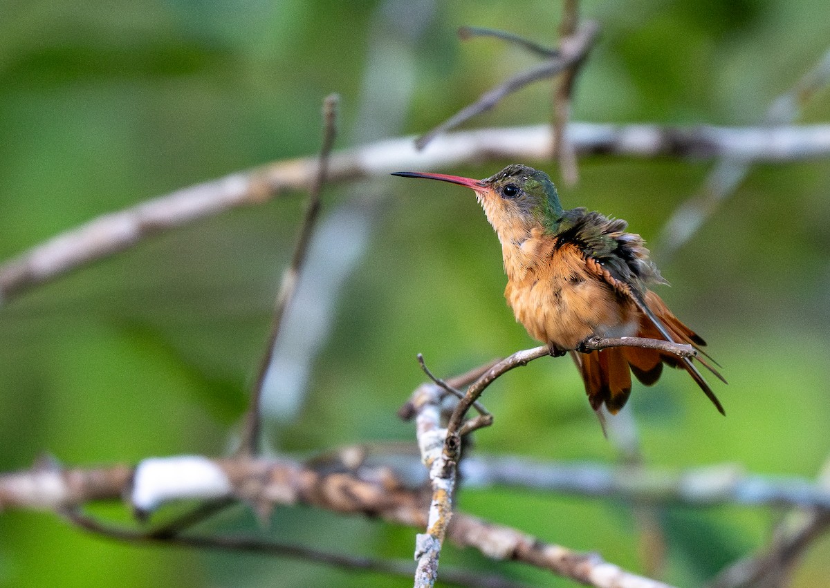 kolibřík ryšavý - ML618423661