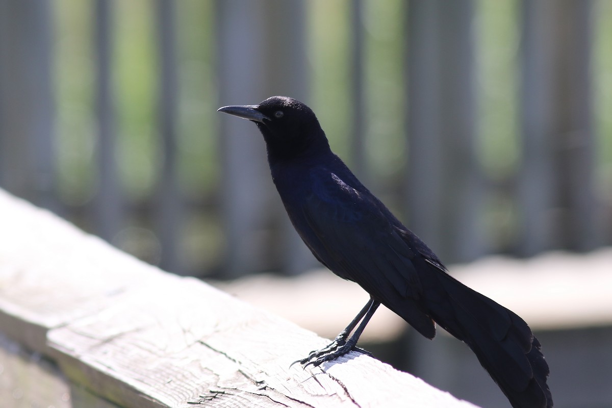 Boat-tailed Grackle - ML618423716