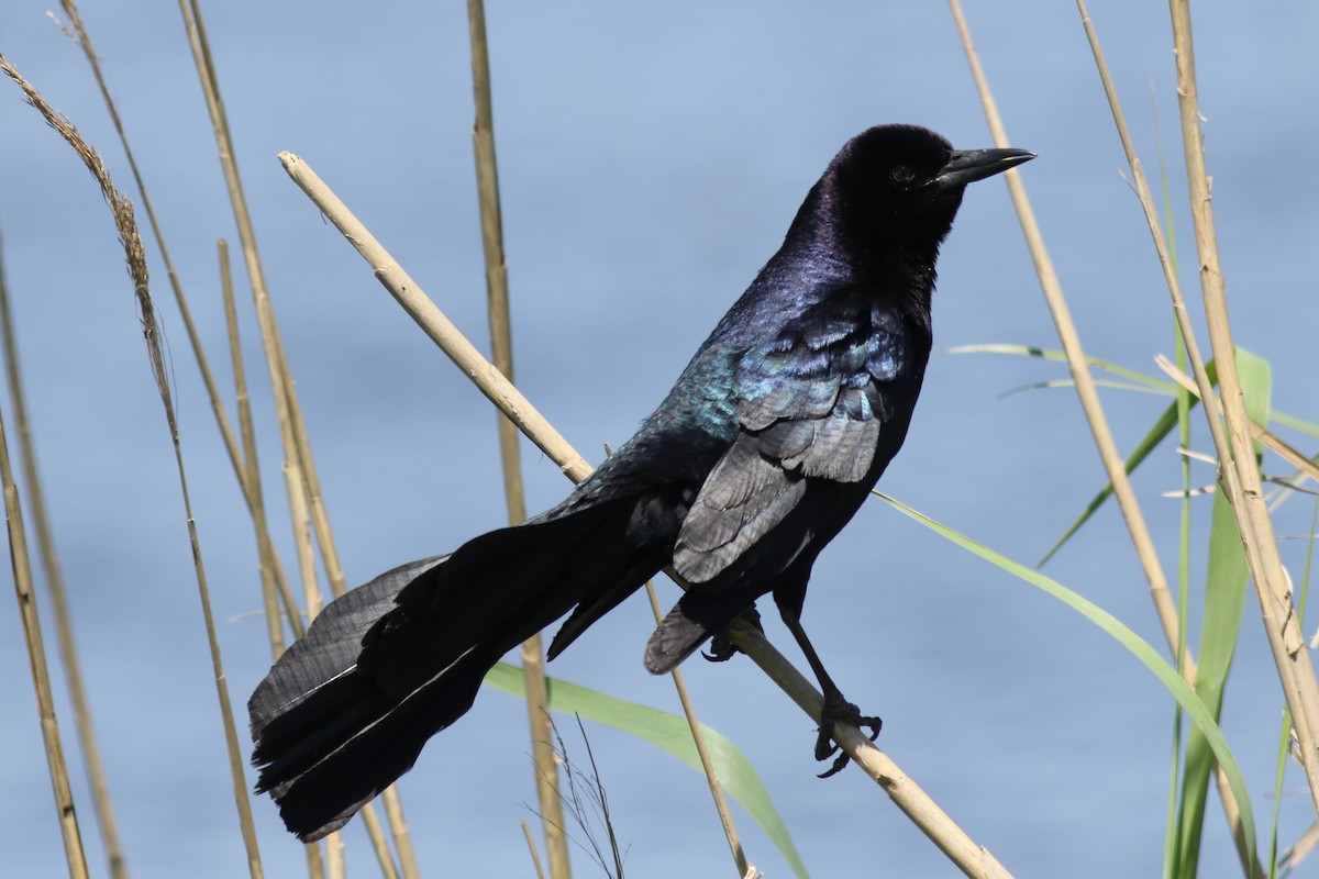 Boat-tailed Grackle - ML618423717