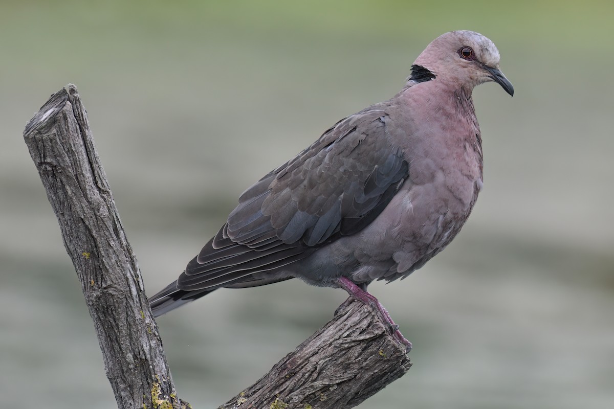 Red-eyed Dove - ML618423720