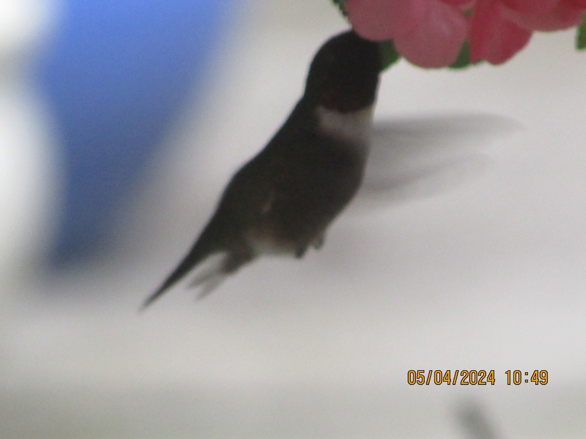 Ruby-throated Hummingbird - ML618423752