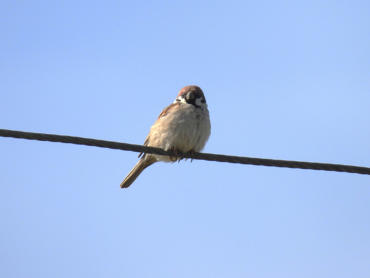 Eurasian Tree Sparrow - ML618423758