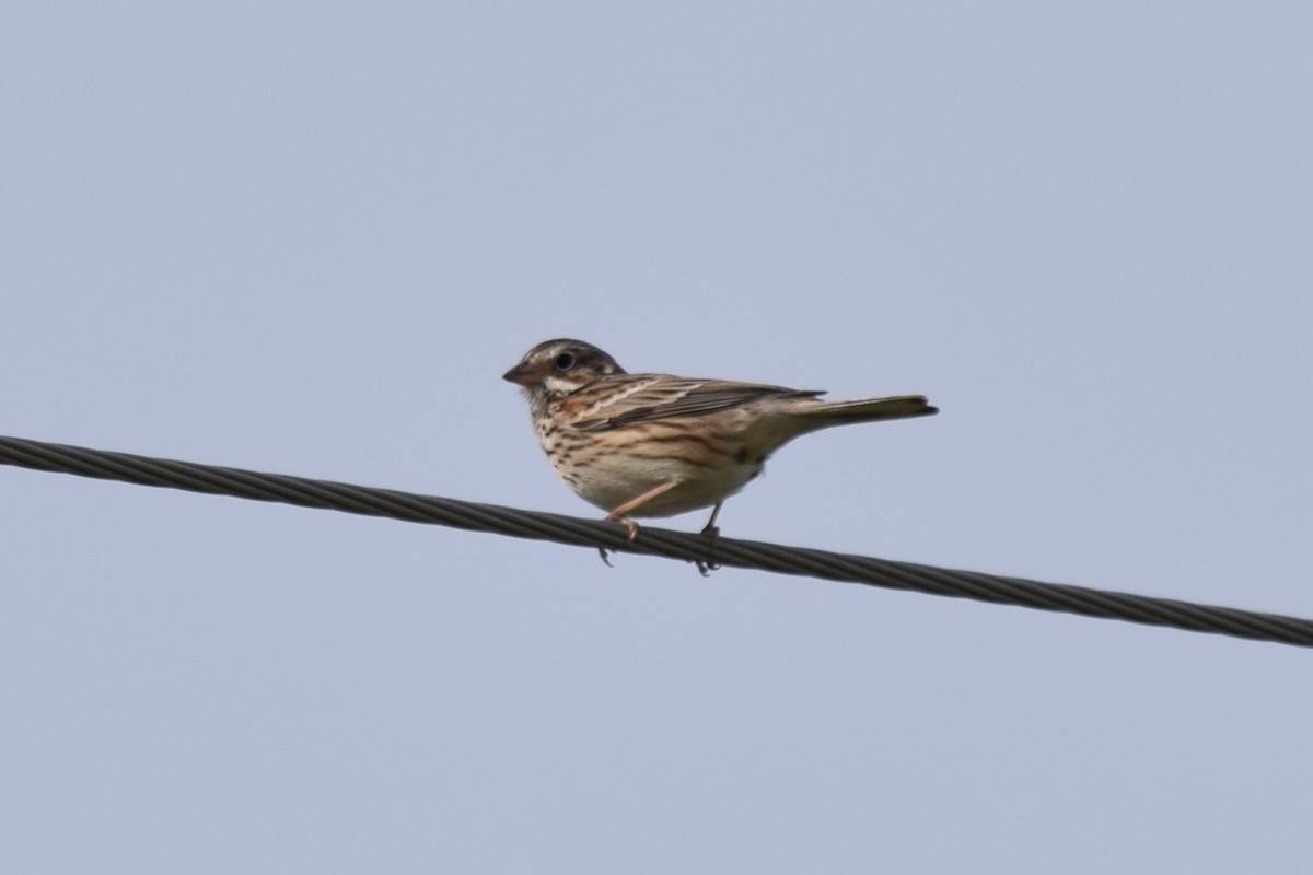 Vesper Sparrow - ML618423759