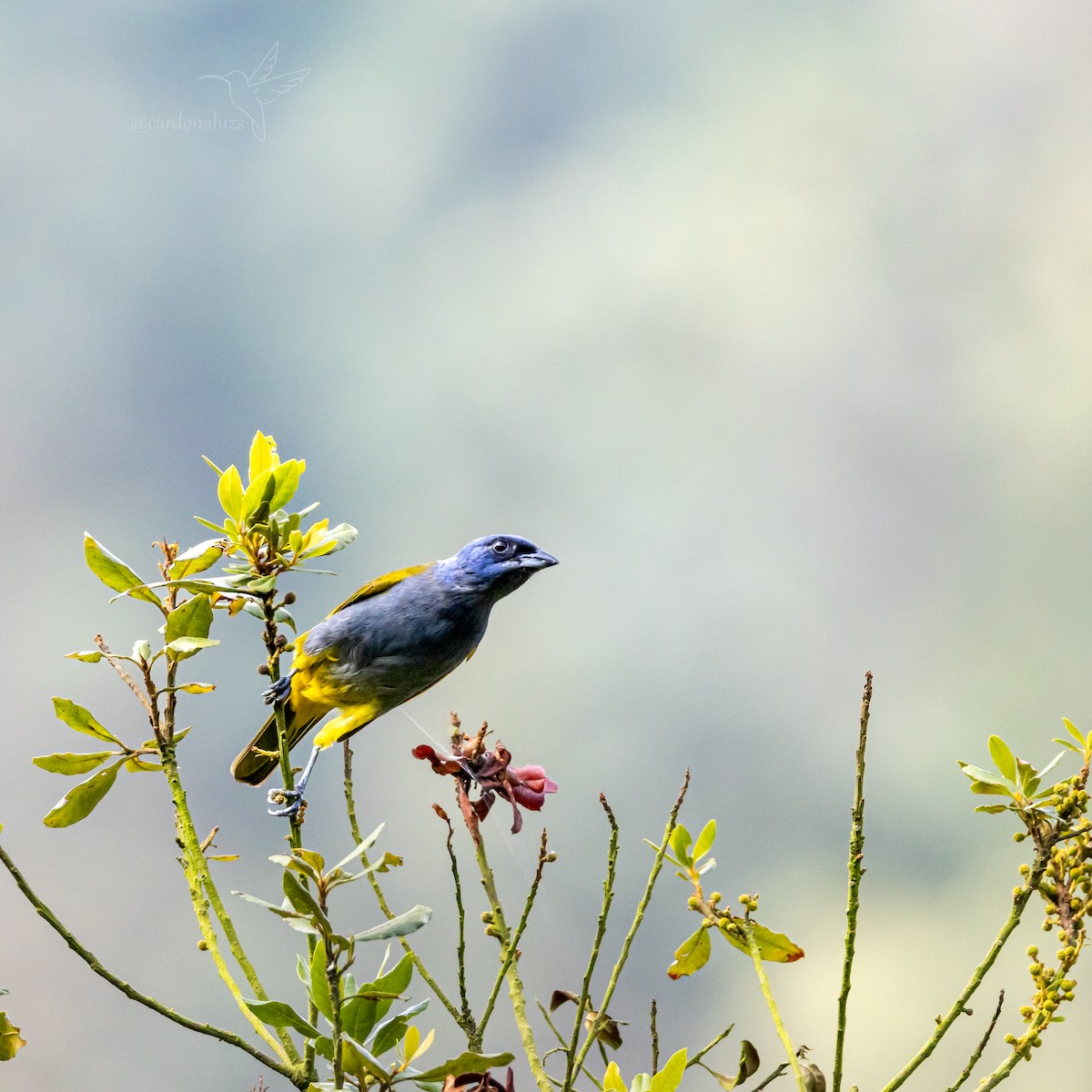 Blue-capped Tanager - ML618423768