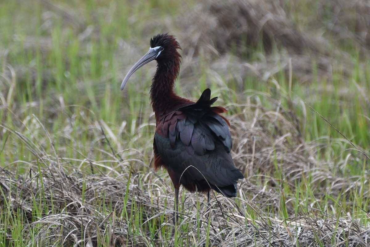 Glossy Ibis - Kevin Kelly