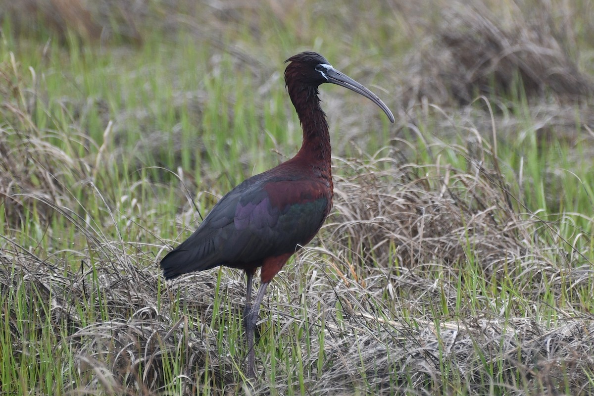 Glossy Ibis - Kevin Kelly