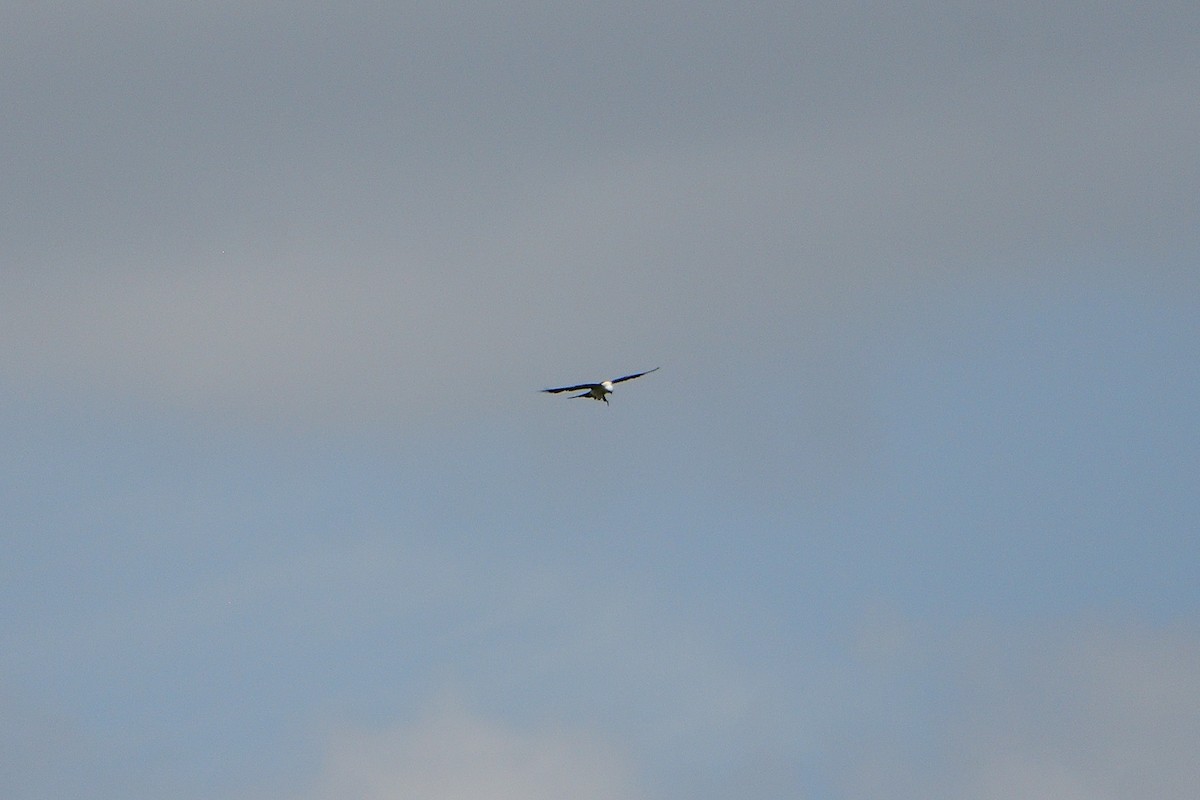 Swallow-tailed Kite - ML618423798