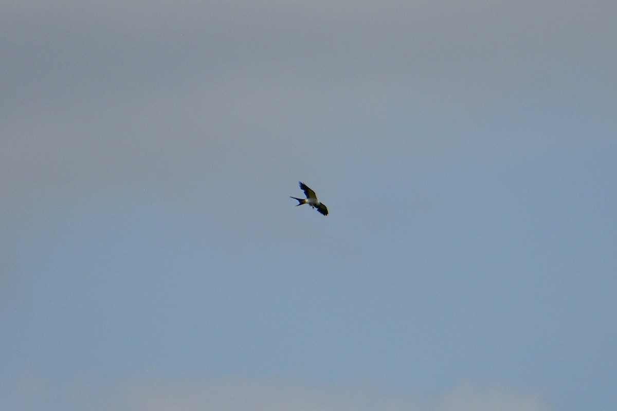 Swallow-tailed Kite - ML618423799