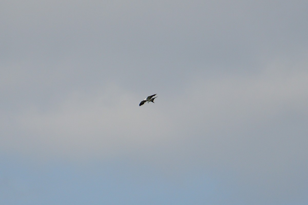 Swallow-tailed Kite - ML618423800