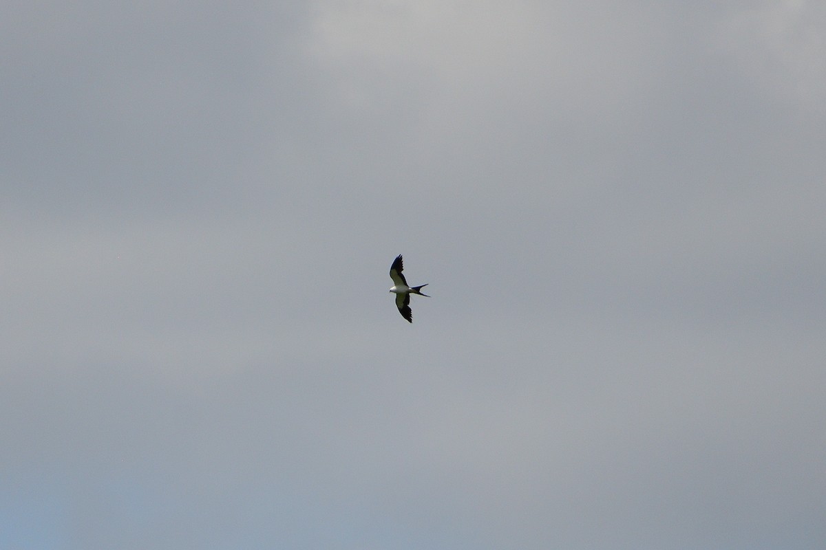 Swallow-tailed Kite - ML618423801