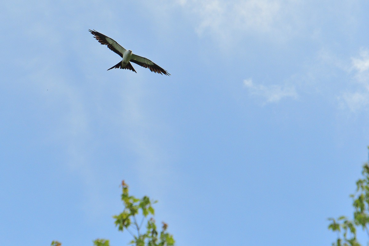 Swallow-tailed Kite - ML618423803