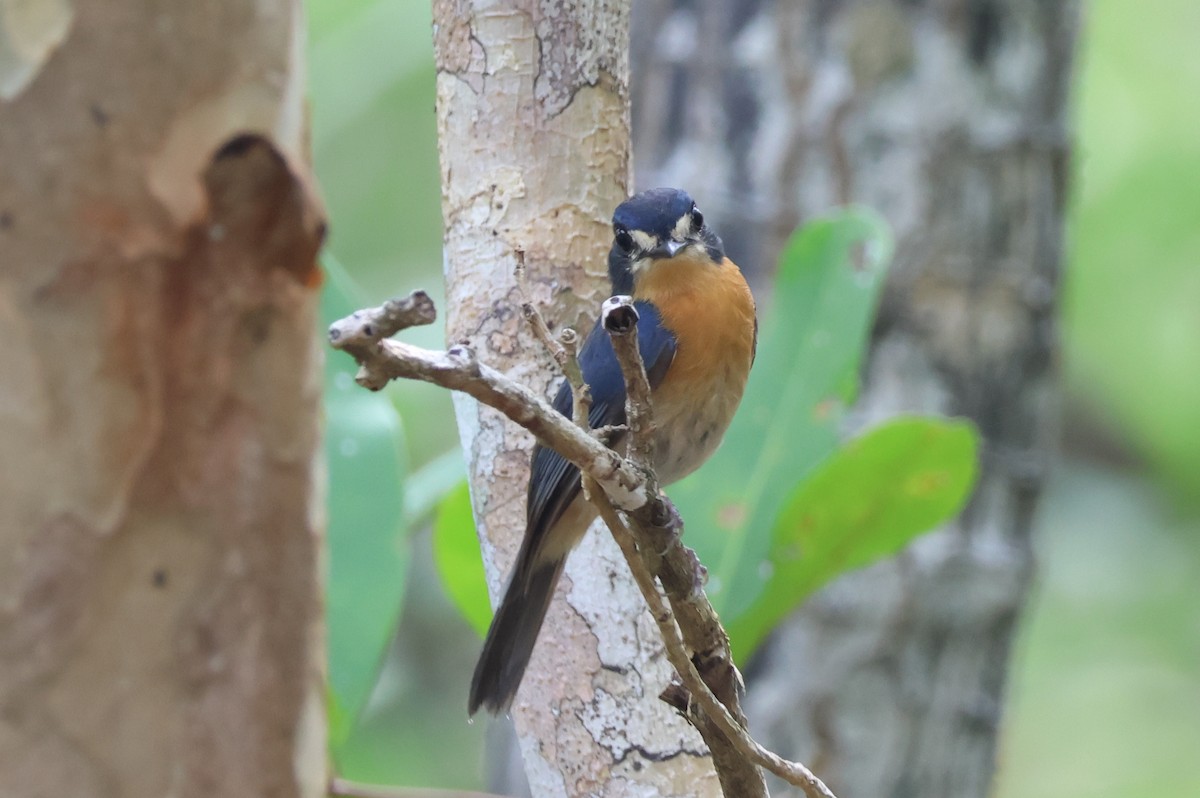 Mangrove Blue Flycatcher - Akekachoke Buranaanun